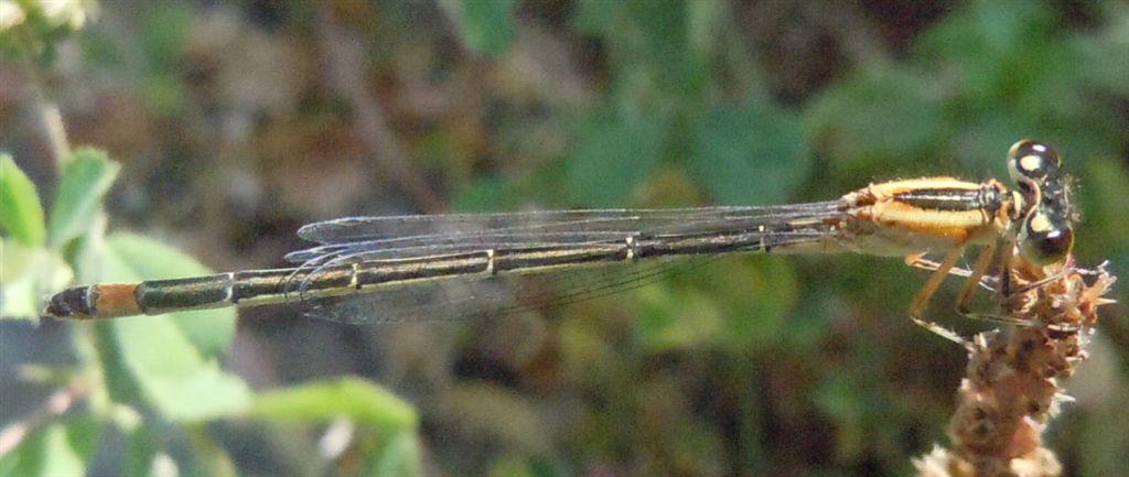 Ischnura a colori